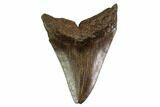 Fossil Megalodon Tooth - Georgia #158742-2